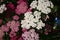 Pink and white blossoming yarrow in the garden