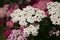 Pink and white blossoming yarrow in the garden