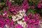 Pink and white bougainvillea flowers as natural hedge. Miss universe type