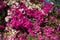 Pink and white bougainvillea flowers as natural hedge. Miss universe type