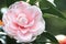 Pink with white Camellia flower close-up