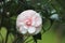 Pink with white Camellia flower with raindrop