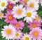 Pink and white Cape Marguerite Daisy flowers