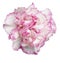 Pink-White Carnation