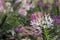 Pink and white Cleome hassleriana in the garden.