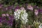 Pink and white Cleome hassleriana in the garden.