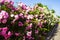 Pink and white climbing roses