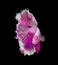 Pink and white color dragon siamese fighting fish, betta fish isolated on black background. Capture the moving moment of crown