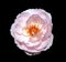 Pink and white colored rose flower on dark background