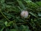 Pink And White Colour Small  Flower With Green Leaves