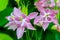 Pink and White Columbine Flower Blossoms