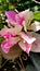 Pink and White Combination of Bougainvillea Garden Flower