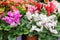 Pink and white cyclamen blossom close-up, backdrop background. Sale of flowering houseplants in a flower shop. Natural flowering