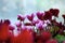 Pink and white cyclamen flowers