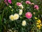 Pink and white Dahlia Cactus mix hybrid flowers growing in summer cottage garden