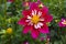 Pink and white dahlia flower.