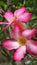 Pink-white dessert rose (adenium) flowers