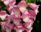 Pink And White Digitalis Flowers-Background