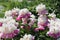 Pink-white double flowers of Paeonia lactiflora cultivar Cora Stubbs. Flowering peony