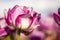 Pink and White Double Tulip with blurred background