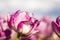 Pink and White Double Tulip Flower with blurred background pink purple blue