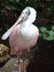 Pink and white duck billed bird