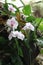 Pink and white Elegant Orchid Flowers