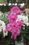 Pink and white Elegant Orchid Flowers