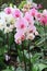 Pink and white Elegant Orchid Flowers