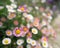 Pink and white Erigeron daisy flowers with soft shallow focus