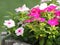 Pink and white flower on blur background Watercress Madagasca or Rose Periwinkle Catharanthus roseus beautiful in the park