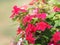 Pink and white flower on blur background Watercress Madagasca or Rose Periwinkle Catharanthus roseus beautiful in the park