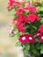 Pink and white flower on blur background Watercress Madagasca or Rose Periwinkle Catharanthus roseus beautiful in the park