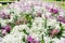 Pink and white flower garden in Queens Park, Toowoomba