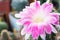 Pink and white flower of Lobivia cactus