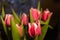 Pink with white flower tulips indoor