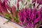 Pink and white flowering Erica gracilis ornamental shrubs potted on the counter in the greek garden shop in October