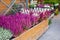 Pink and white flowering Erica gracilis ornamental shrubs potted on the counter in the greek garden shop in October