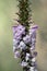 Pink and white flowers of the Australian native Snow Wreath, Woollsia pungens, family Ericaceae