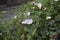 Pink and white flowers of Capparis spinosa shrub