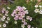 Pink and white flowers of Chamelaucium uncinatum plant