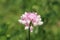 Pink and white flowers in a checkered formation.