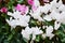 Pink white flowers and green leaves flowers, close up