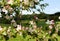 Pink and white flowers on a tree in front of a meadow and forest. Springtime in Germany