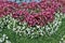 Pink and white flowers tuberous begonias on the flowerbed