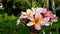 Pink white frangipani flowers