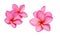 Pink and white frangipani or plumeria tropical flowers isolate.