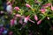 Pink and white Fuschia flowering in a garden
