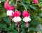 Pink and white fushia flowers in bloom