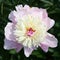 Pink and white garden peony (Chinese peony)